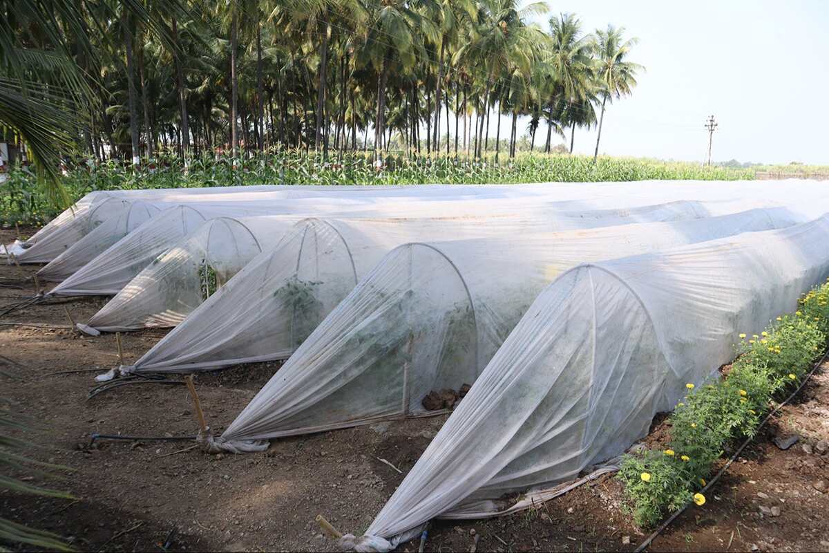 Quality Control Order On Polypropylene Spun Bonded Non—Woven Crop Cover and Fruit Skirting Bags for Agriculture and Horticulture Applications