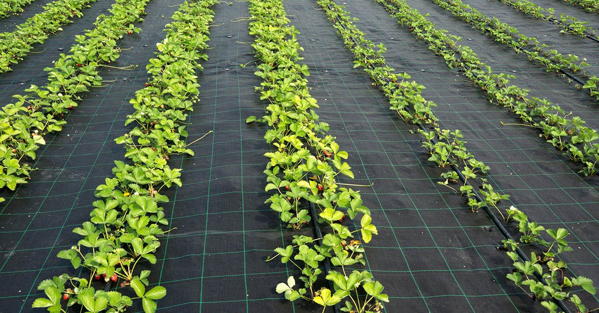 Quality Control Order On Woven Ground covers for Horticulture Application